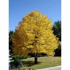 Online Orchards Littleleaf Linden Tree Bare Root -Online Orchards store online orchards shade trees shli002 1f 1000