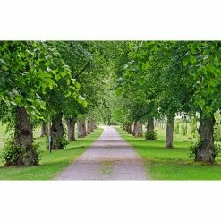 Online Orchards Littleleaf Linden Tree Bare Root -Online Orchards store online orchards shade trees shli002 44 1000