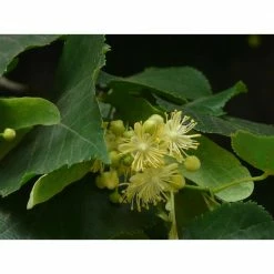 Online Orchards Littleleaf Linden Tree Bare Root -Online Orchards store online orchards shade trees shli002 4f 1000