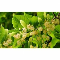 Online Orchards Littleleaf Linden Tree Bare Root