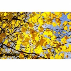 Online Orchards Littleleaf Linden Tree Bare Root -Online Orchards store online orchards shade trees shli002 76 1000