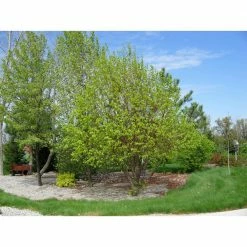 Online Orchards Littleleaf Linden Tree Bare Root -Online Orchards store online orchards shade trees shli002 fa 1000